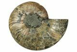 Cut & Polished Ammonite Fossil (Half) - Madagascar #345642-1